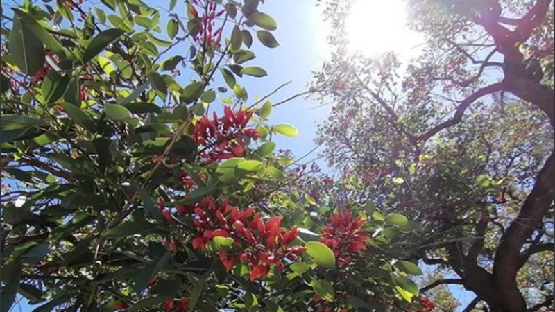 El clima en Rosario: rojo al verde con los ceibos en flor