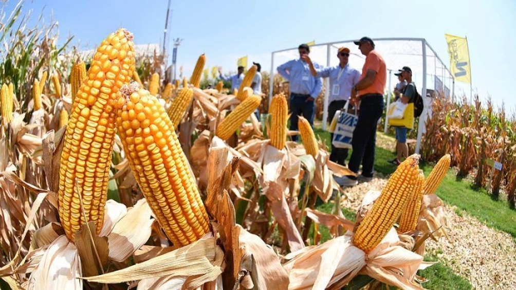 La cosecha de maíz cerró con un récord de 60,5 millones de toneladas